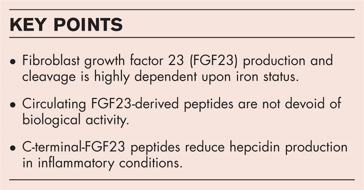 Fibroblast growth factor 23 is pumping iron: C-terminal-fibroblast growth factor 23 cleaved peptide and its function in iron metabolism