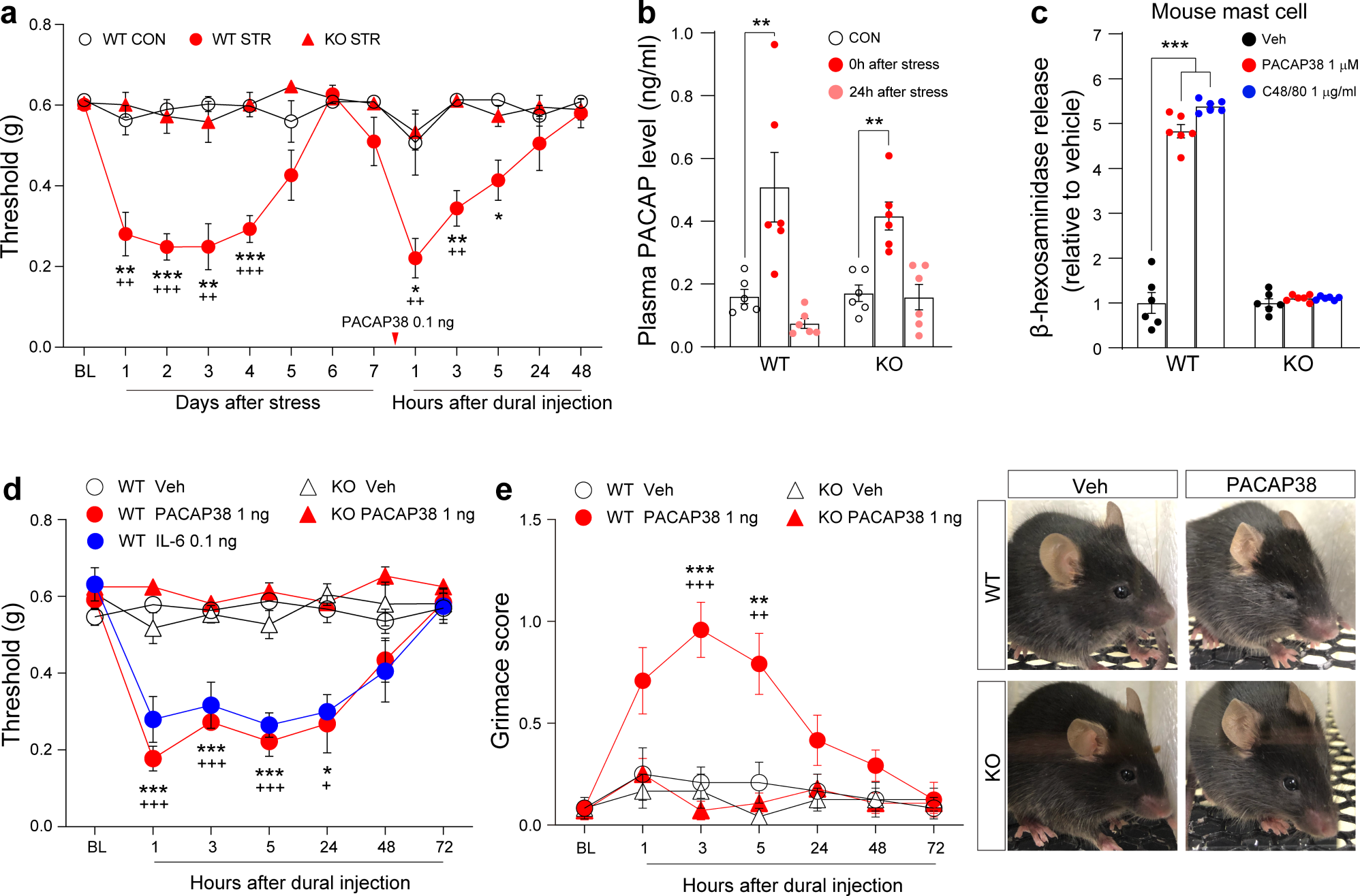 PACAP38/mast-cell-specific receptor axis mediates repetitive stress-induced headache in mice