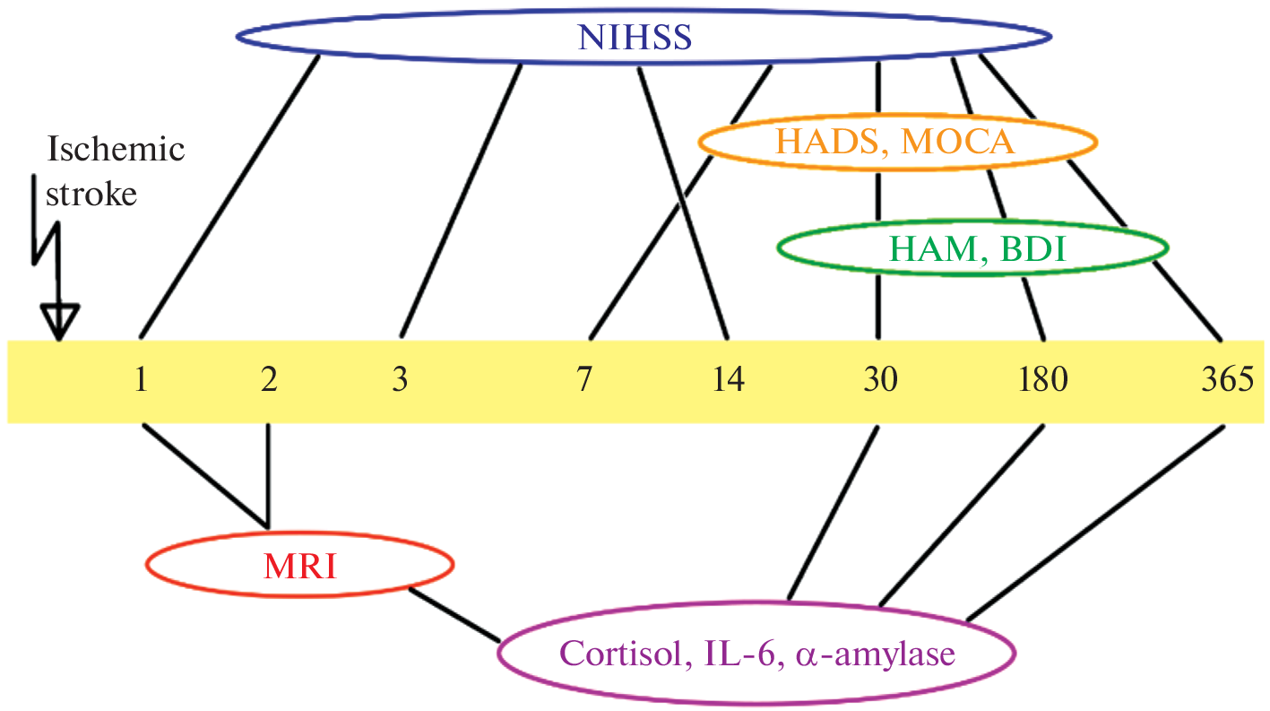 Decreased Volumes of Selected Cortical and Limbic Structures of the Brain Are Associated with Post-Stroke Cognitive and Affective Disorders: Multiple Hit Scenarios?