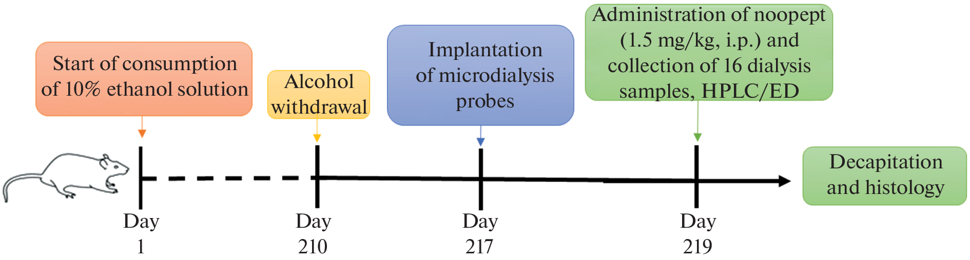 Effect of Noopept on the Content of Neurotransmitter Amino Acids in the Hippocampus in Alcoholized Rats Using In Vivo Microdialysis