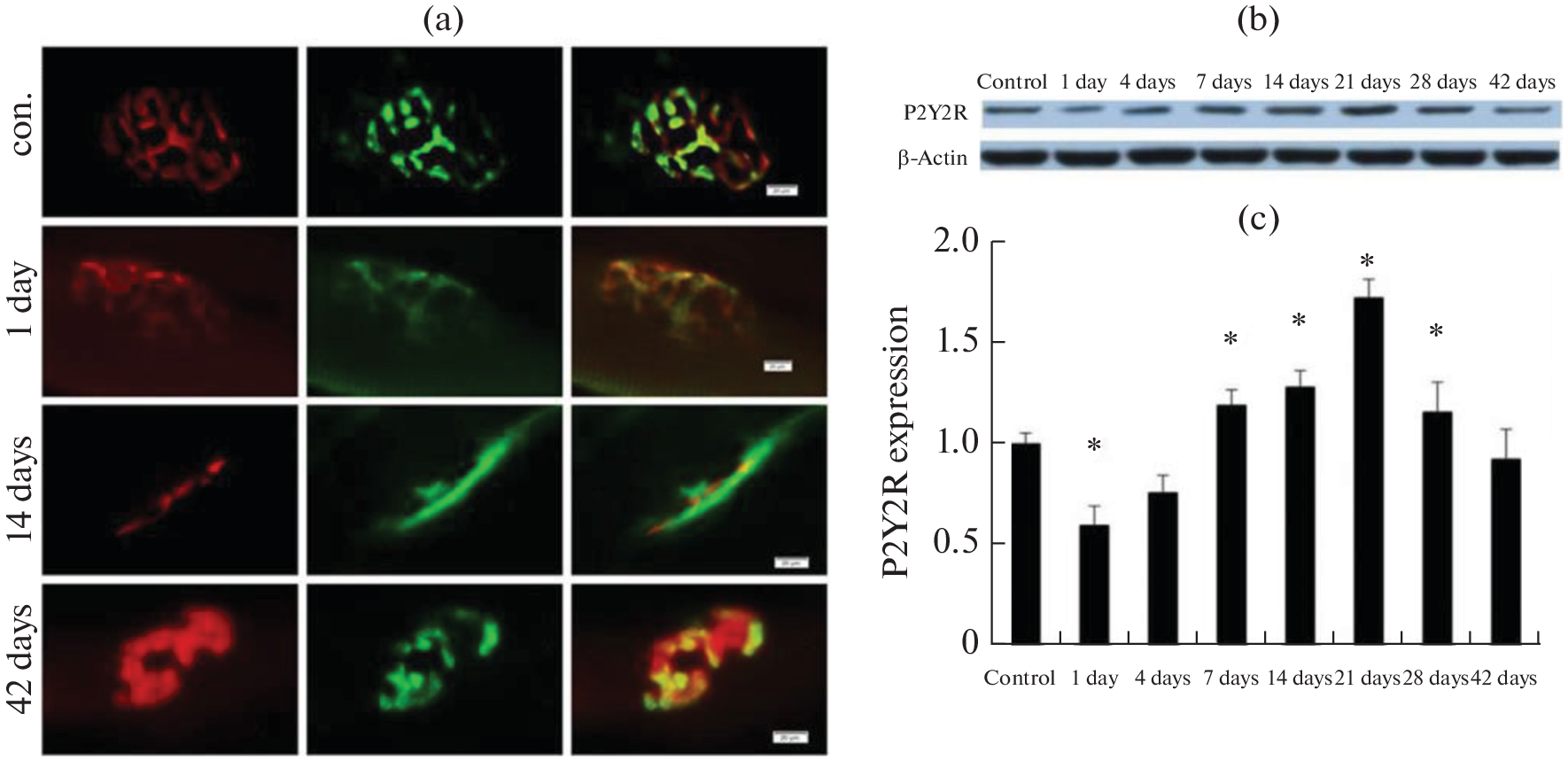 Activation of P2Y2 Receptors Promotes Neuromuscular Junction Formation during Muscle Reinnervation