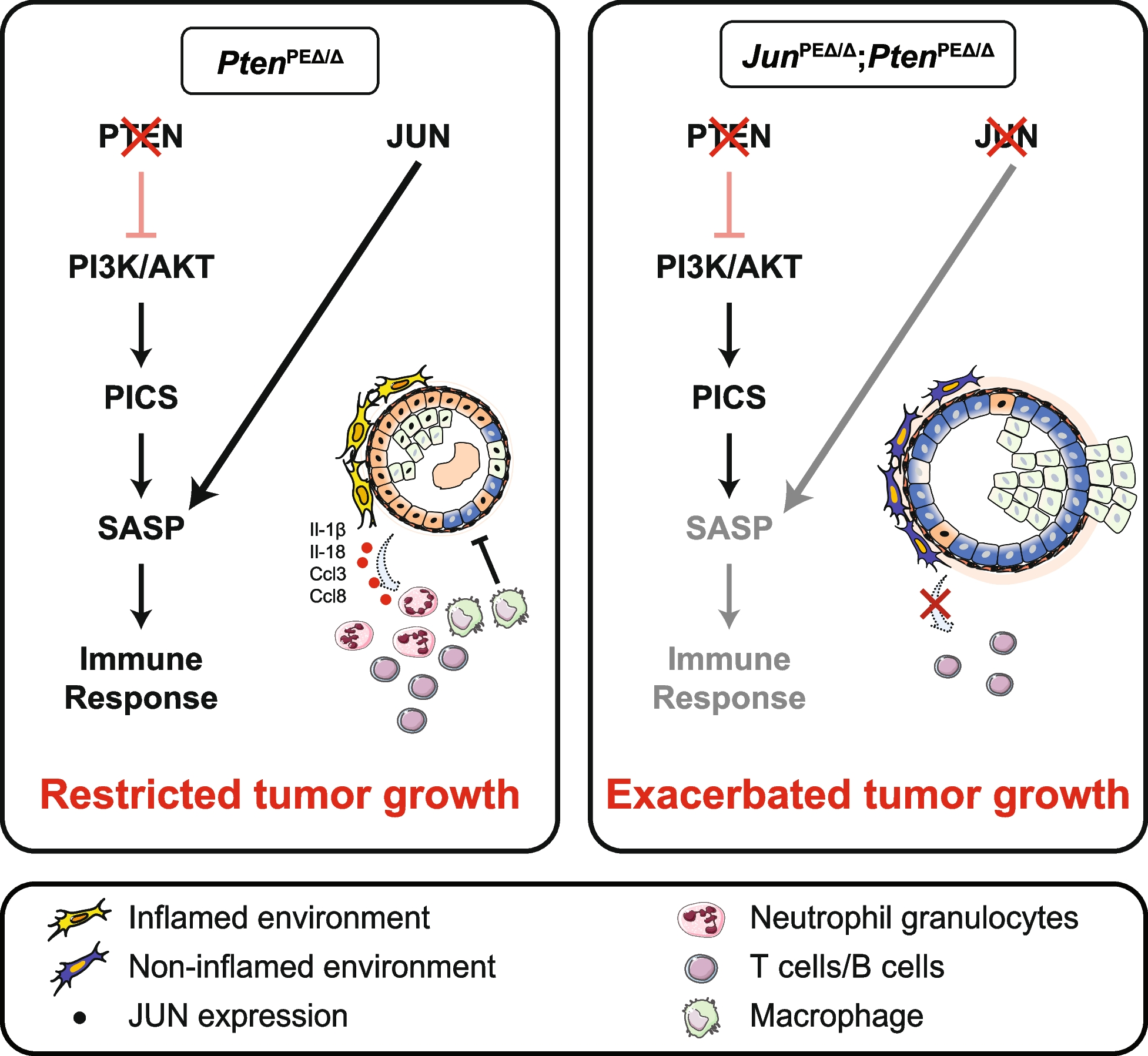 JUN mediates the senescence associated secretory phenotype and immune cell recruitment to prevent prostate cancer progression