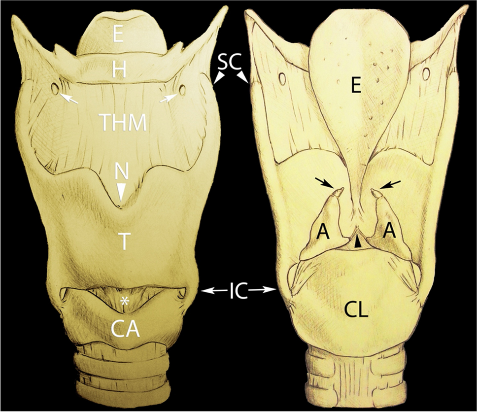 CT and MR anatomy of the larynx and hypopharynx