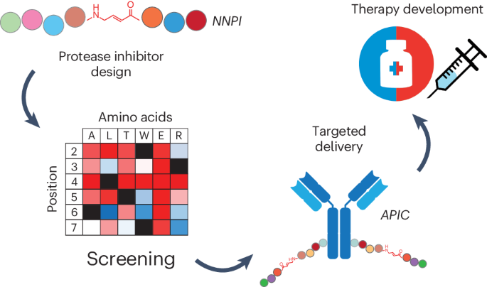 Antibody–peptide conjugates deliver covalent inhibitors blocking oncogenic cathepsins