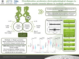 Overdistention accelerates electrophysiological changes in uterine muscle towards labour in multiple gestations