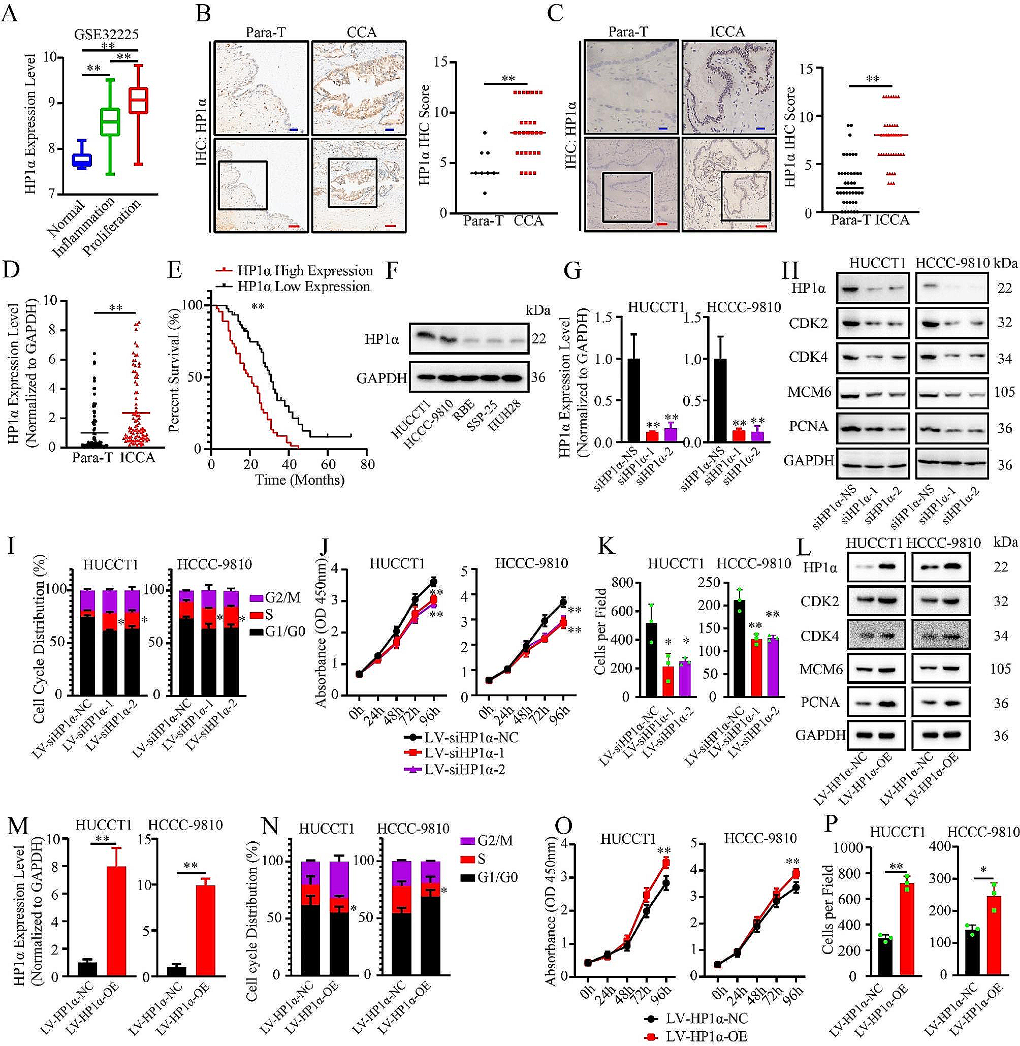 Unveiling the role of HP1α-HDAC1-STAT1 axis as a therapeutic target for HP1α-positive intrahepatic cholangiocarcinoma