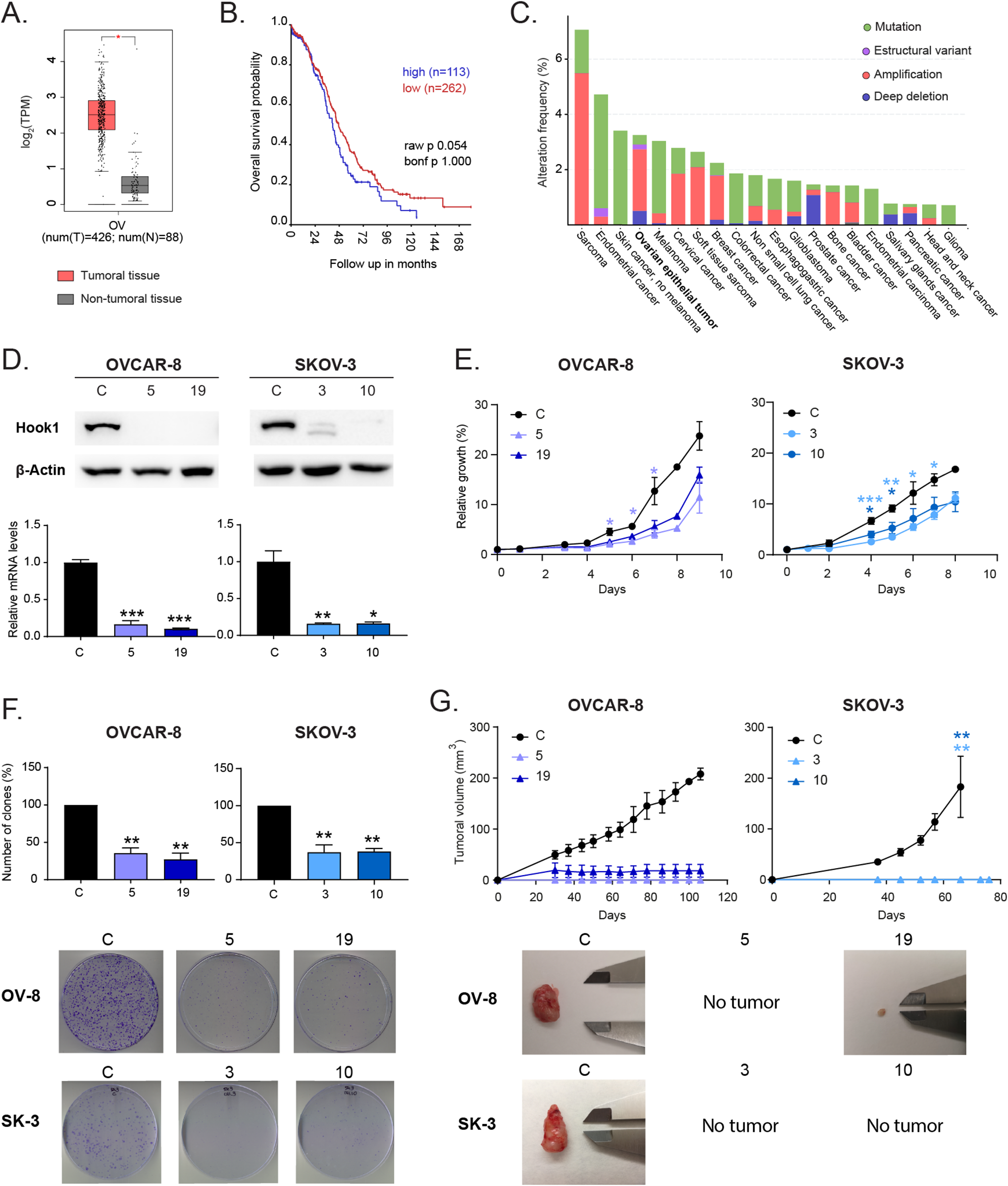 Protein homeostasis maintained by HOOK1 levels promotes the tumorigenic and stemness properties of ovarian cancer cells through reticulum stress and autophagy