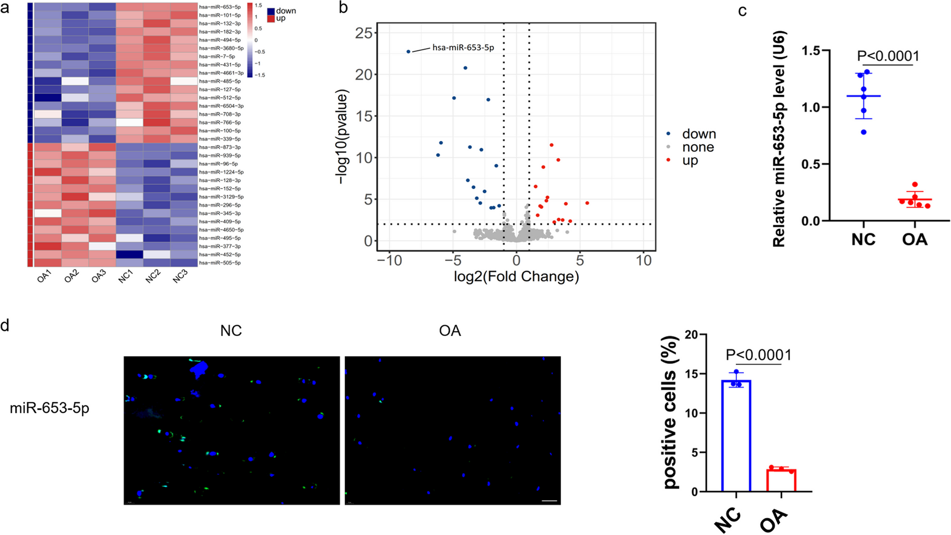 MiR-653-5p drives osteoarthritis pathogenesis by modulating chondrocyte senescence