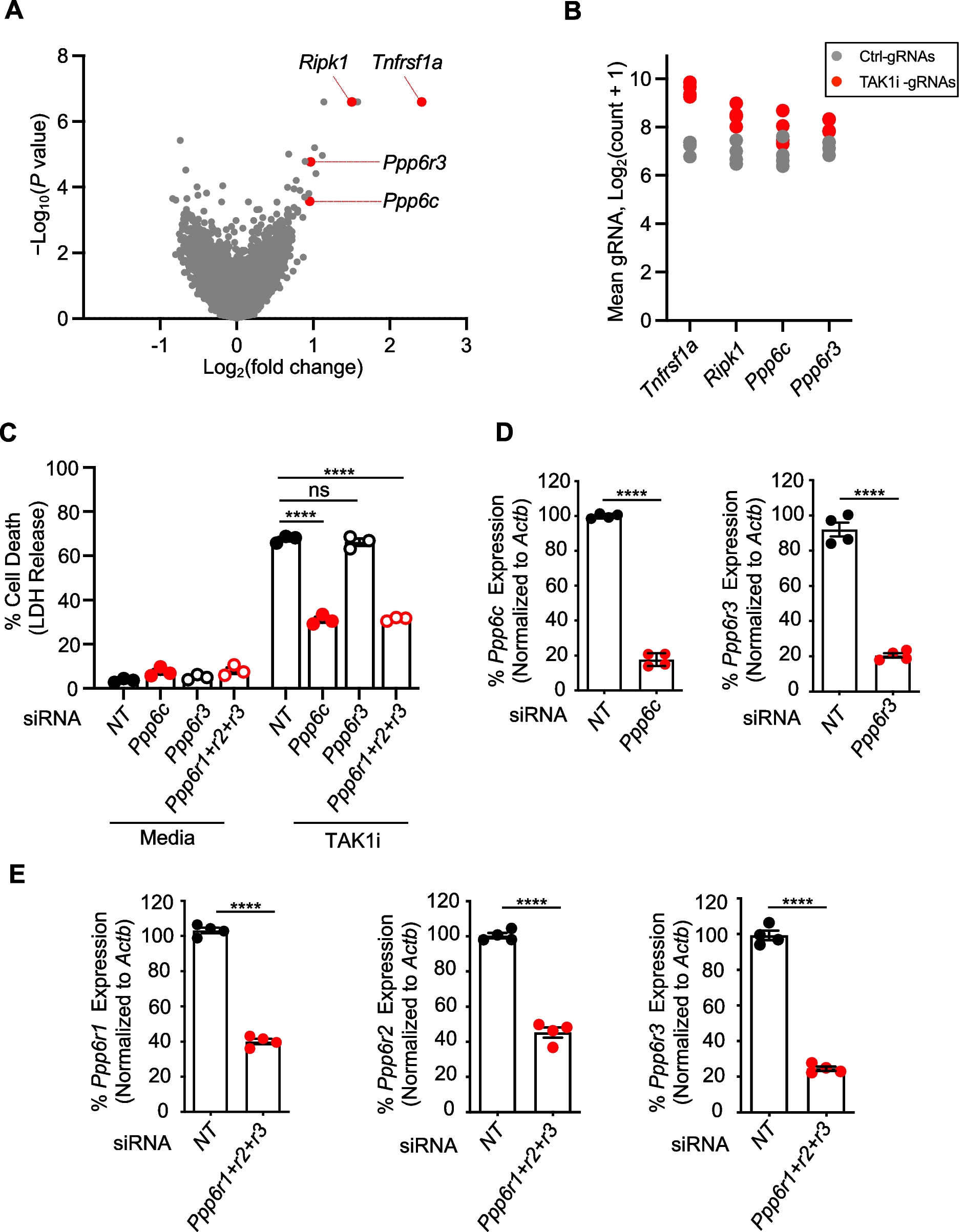The protein phosphatase PP6 promotes RIPK1-dependent PANoptosis