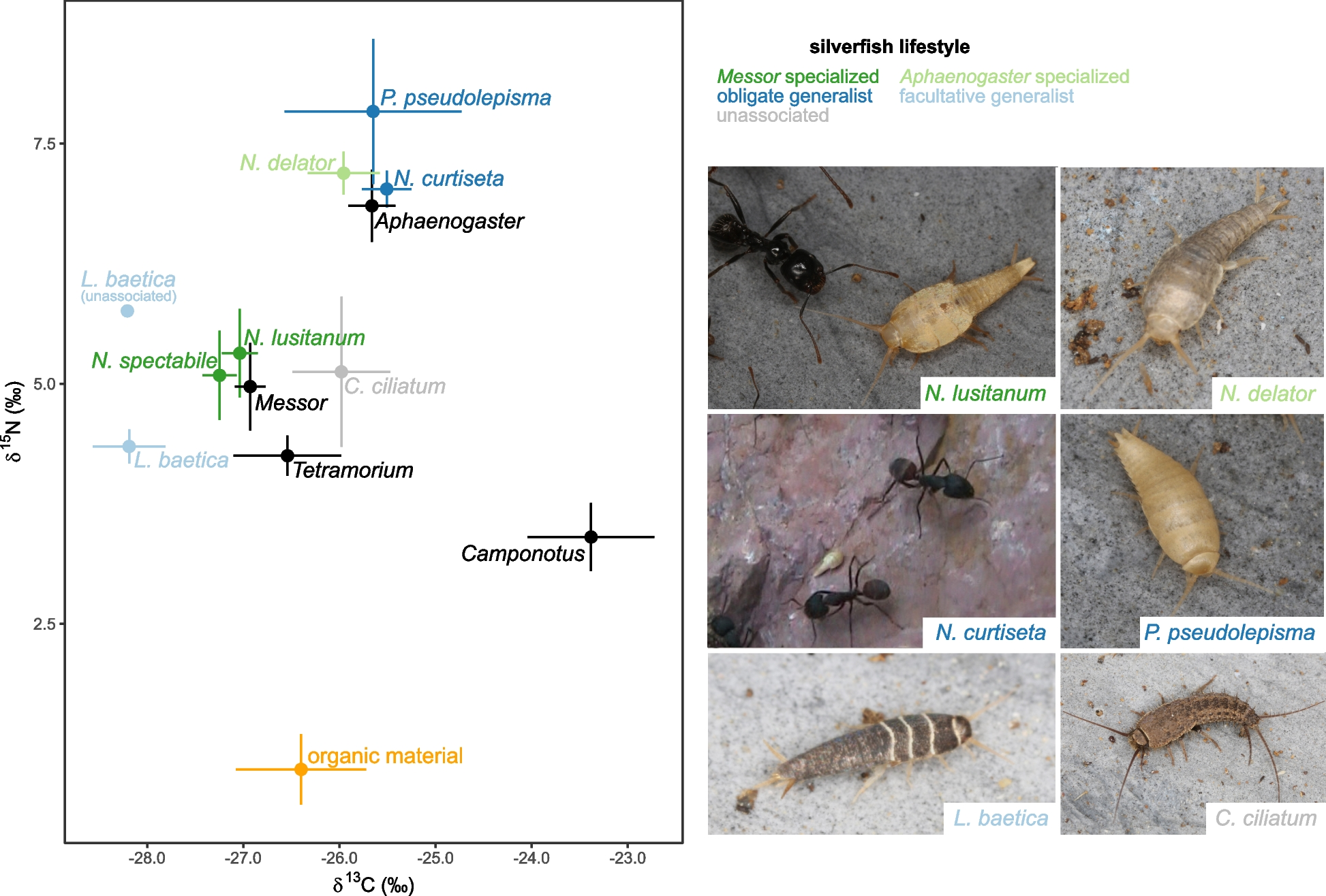 Co-habiting ants and silverfish display a converging feeding ecology
