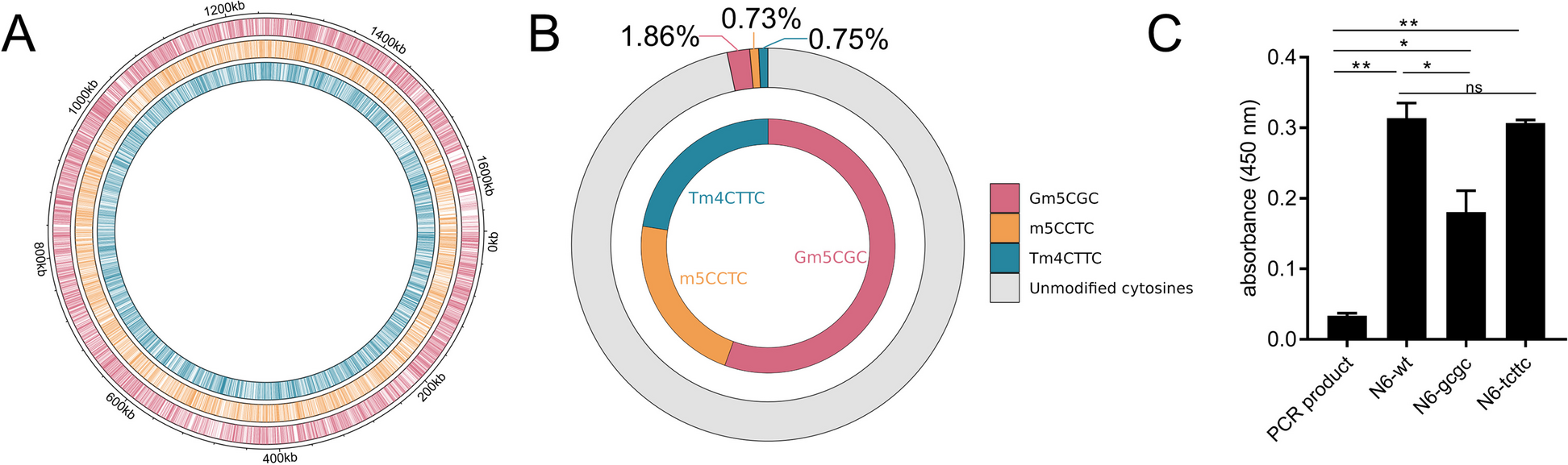 Single-base resolution quantitative genome methylation analysis in the model bacterium Helicobacter pylori by enzymatic methyl sequencing (EM-Seq) reveals influence of strain, growth phase, and methyl homeostasis