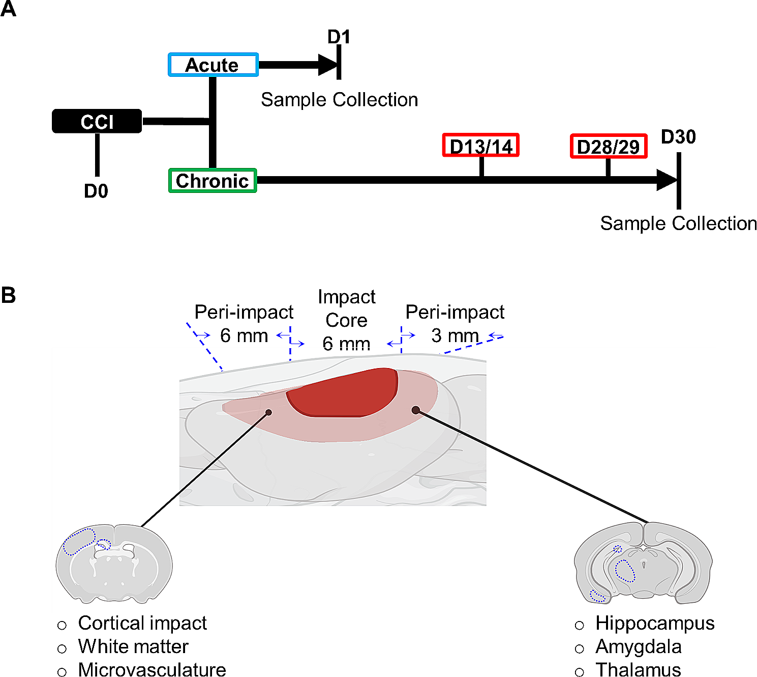 CGRP as a potential mediator for the sexually dimorphic responses to traumatic brain injury