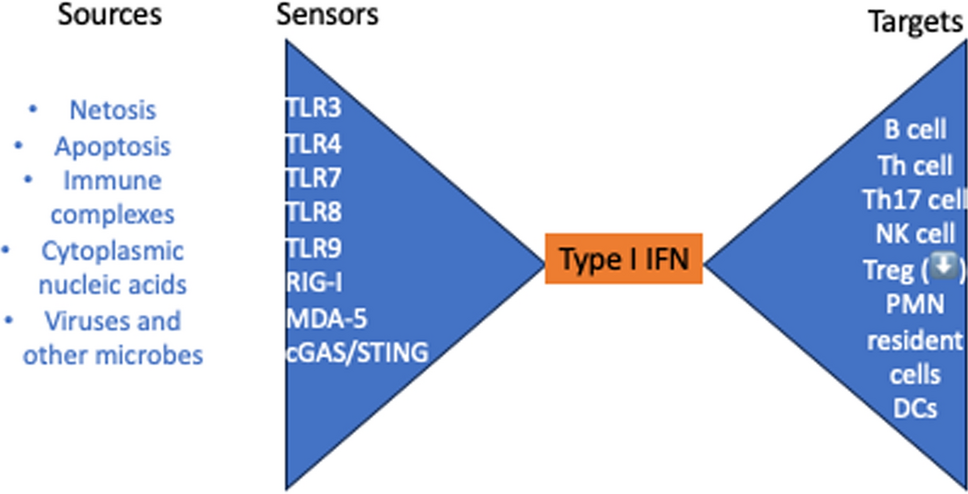 Targeting Interferon Signalling in Systemic Lupus Erythematosus: Lessons Learned