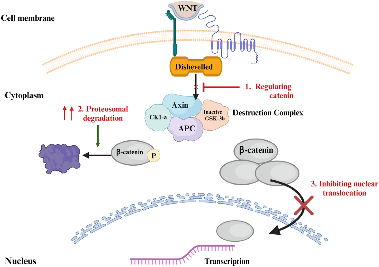 The recent update and advancements of natural products in targeting the Wnt/β-Catenin pathway for cancer prevention and therapeutics