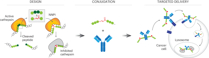 Antibody–peptide conjugates for targeted inhibition of cysteine proteases