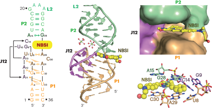 Structural basis of a small monomeric Clivia fluorogenic RNA with a large Stokes shift
