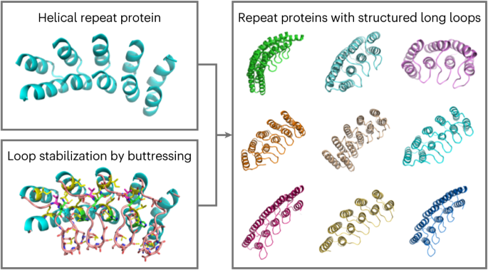 De novo design of buttressed loops for sculpting protein functions