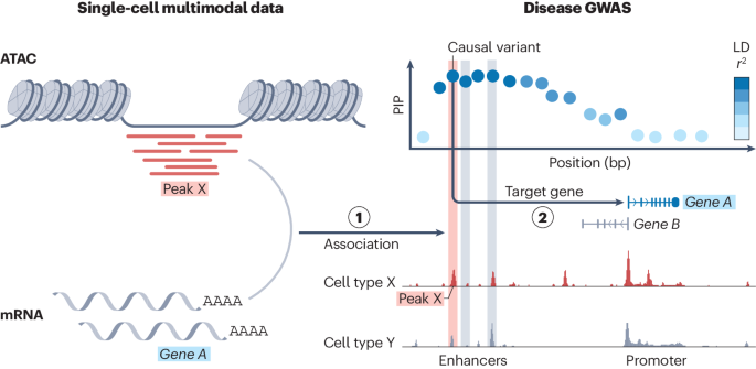 SCENT defines non-coding disease mechanisms using single-cell multi-omics