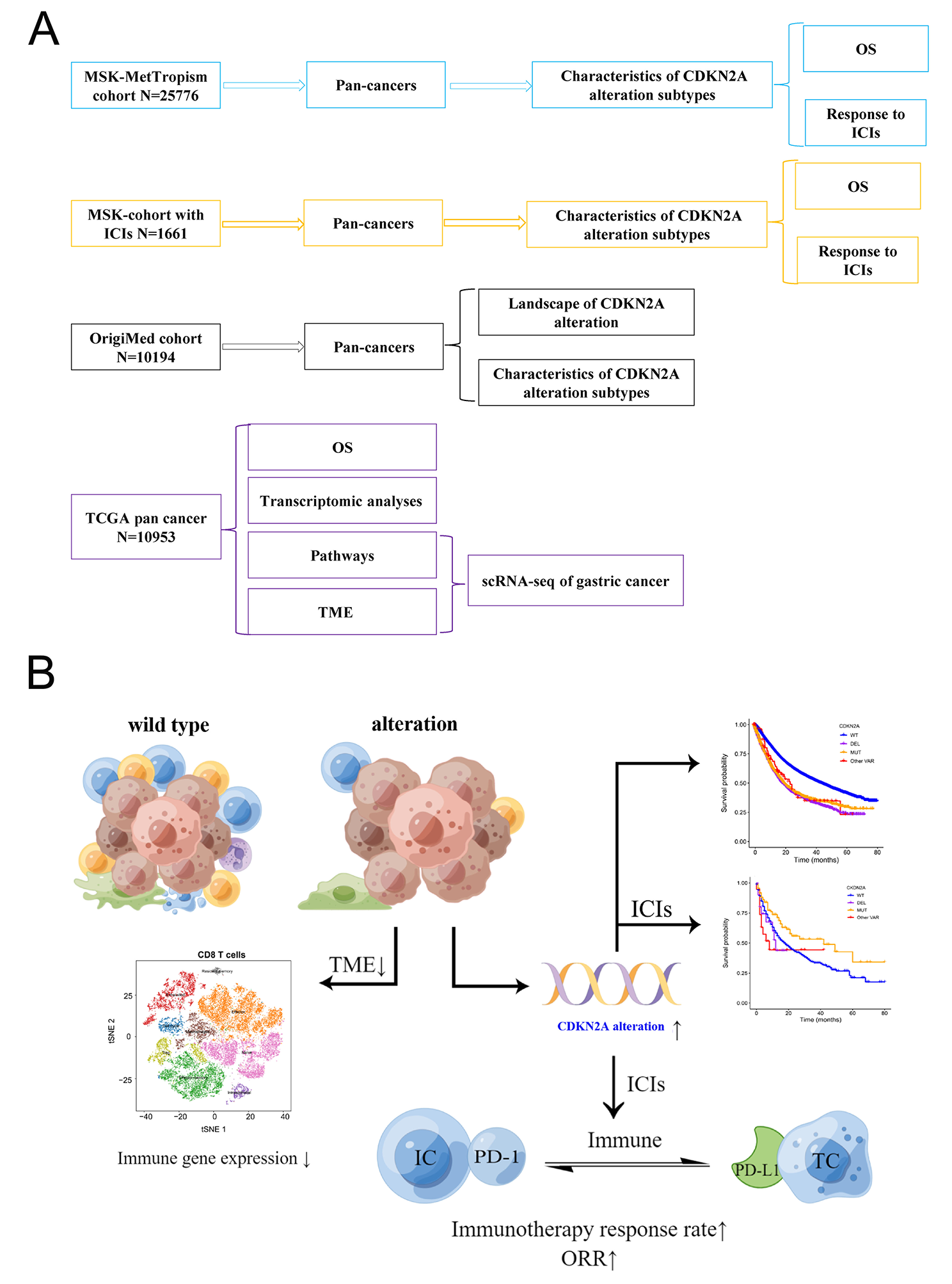 Pan-cancer analysis of CDKN2A alterations identifies a subset of gastric cancer with a cold tumor immune microenvironment