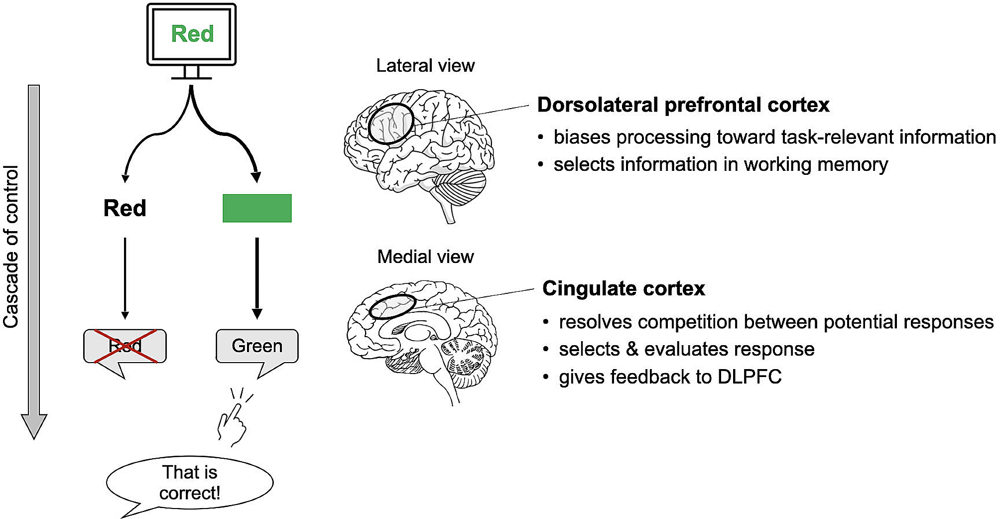 Neuromodulation of inhibitory control using phase-lagged transcranial alternating current stimulation