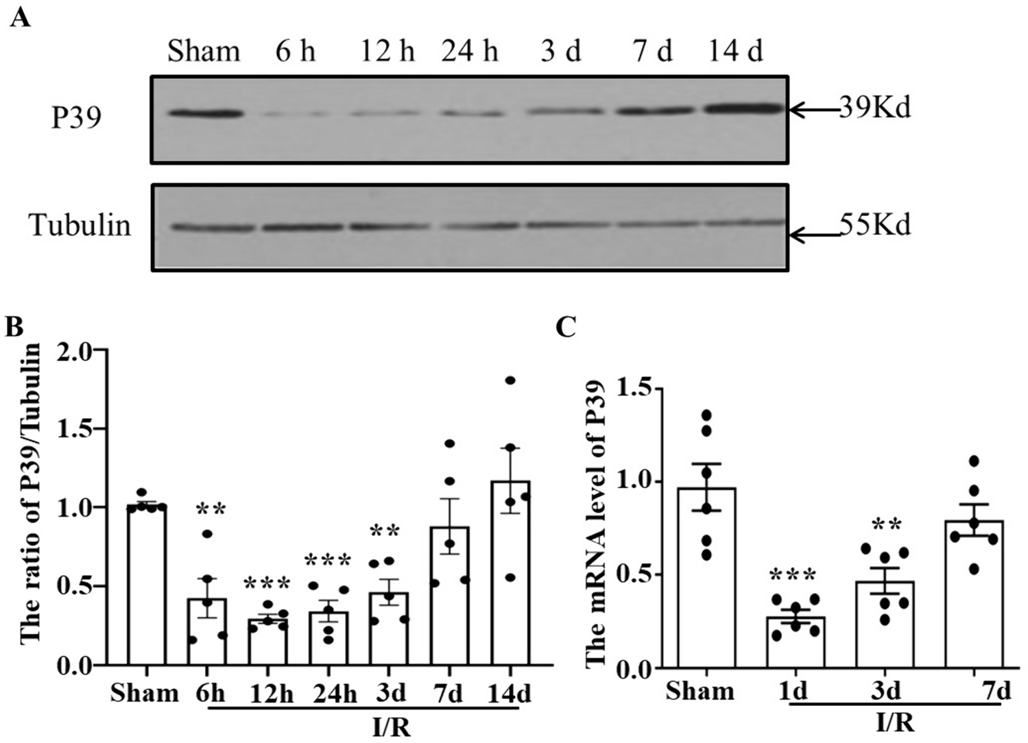 p39 Affects Myelin Formation in Cerebral Ischemic Injury