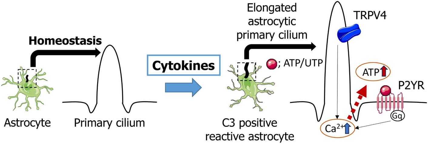Astrocyte-Specific Inhibition of the Primary Cilium Suppresses C3 Expression in Reactive Astrocyte
