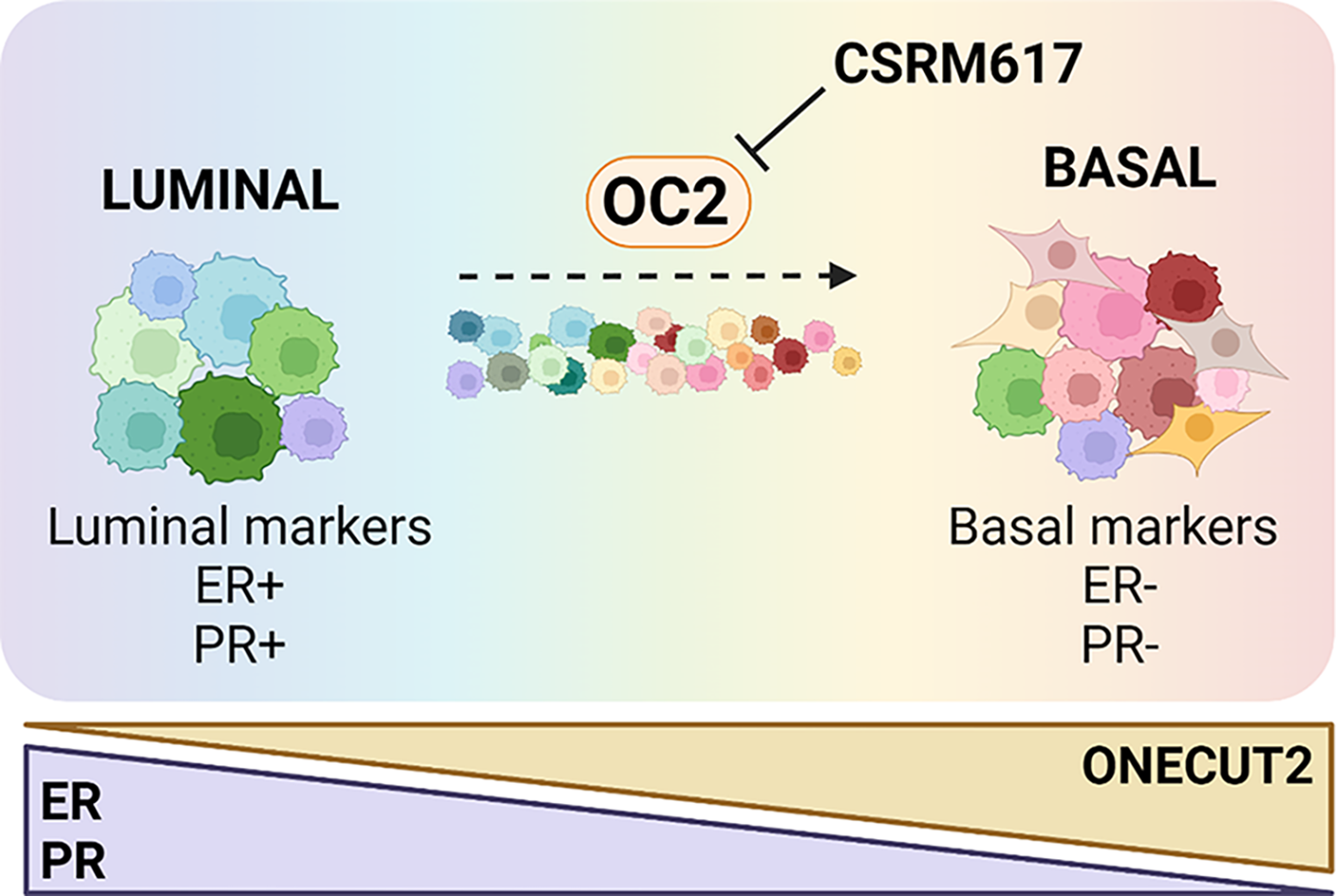 ONECUT2 is a druggable driver of luminal to basal breast cancer plasticity
