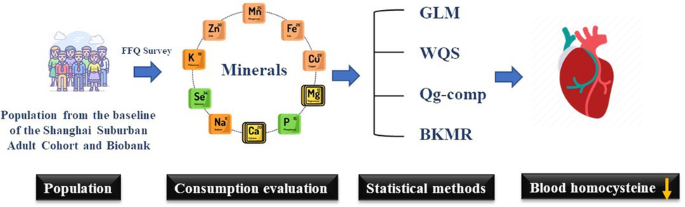 Relationships between minerals’ intake and blood homocysteine levels based on three machine learning methods: a large cross-sectional study