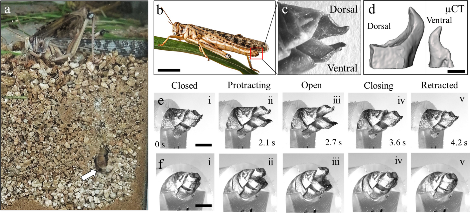 Asymmetry between the dorsal and ventral digging valves of the female locust: function and mechanics
