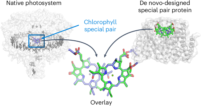 De novo design of proteins housing excitonically coupled chlorophyll special pairs