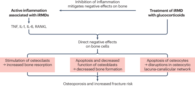 Osteoporosis and fracture risk are multifactorial in patients with inflammatory rheumatic diseases