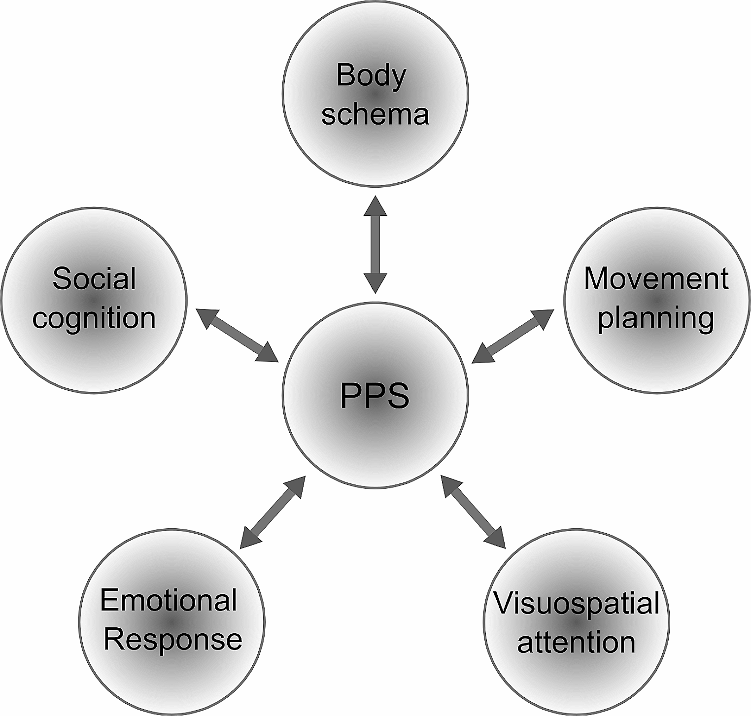 Neuroanatomical correlates of peripersonal space: bridging the gap between perception, action, emotion and social cognition