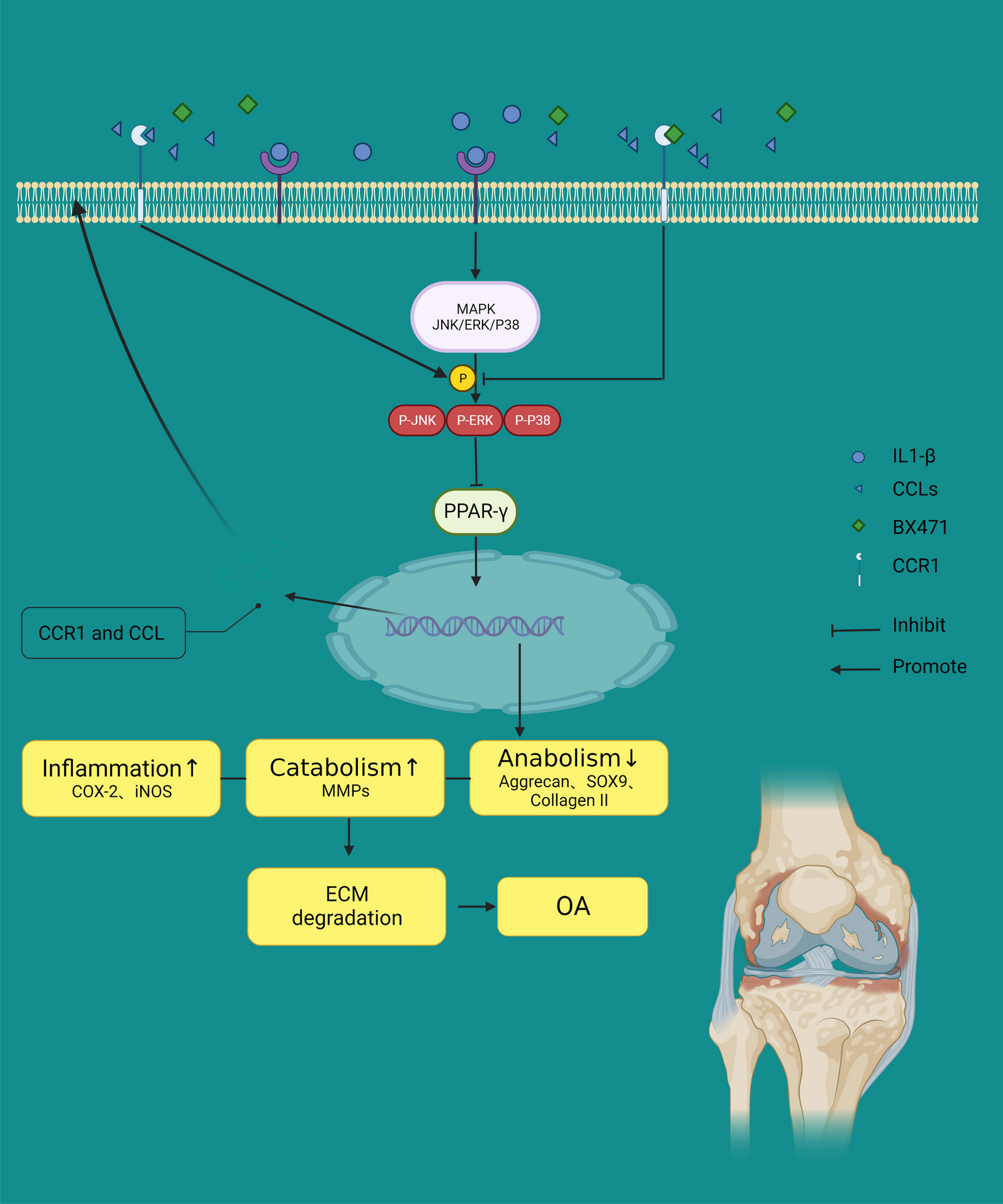 Inhibition of CC chemokine receptor 1 ameliorates osteoarthritis in mouse by activating PPAR-γ