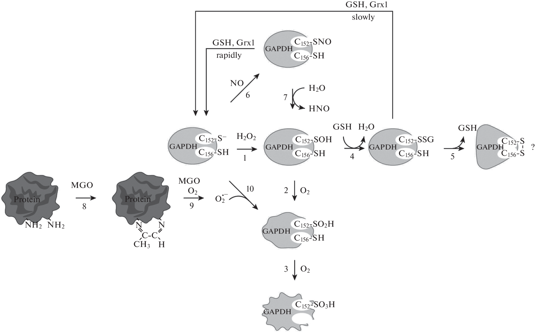 Post-Translational Modifications of the Sulfhydryl Group of the Cysteine Residue of Glyceraldehyde-3-phosphate Dehydrogenase