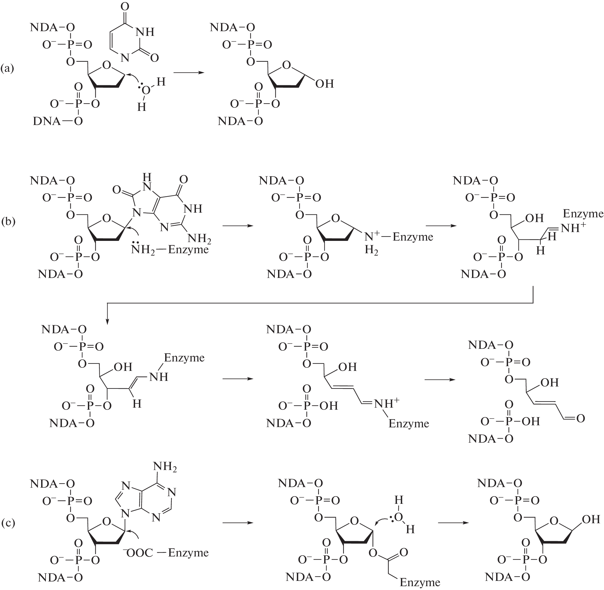 Strategies of N-Glycosidic Bond Cleavage by DNA Repair Enzymes