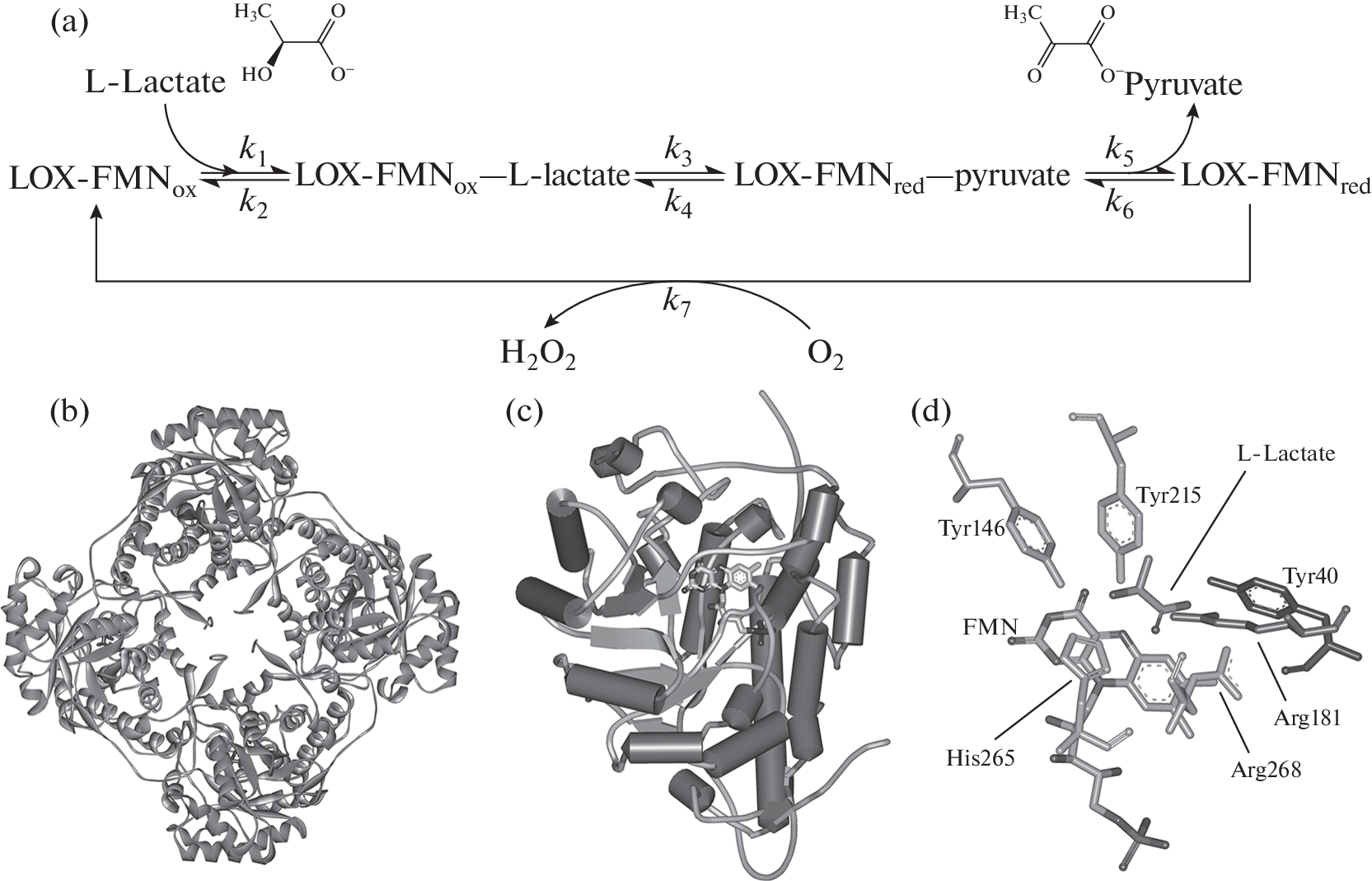 Protein Engineering of Lactate Oxidase