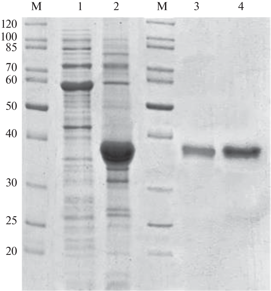 Application of MF3 Microbial Recombinant Protein in Refolding of Plant Chitinase