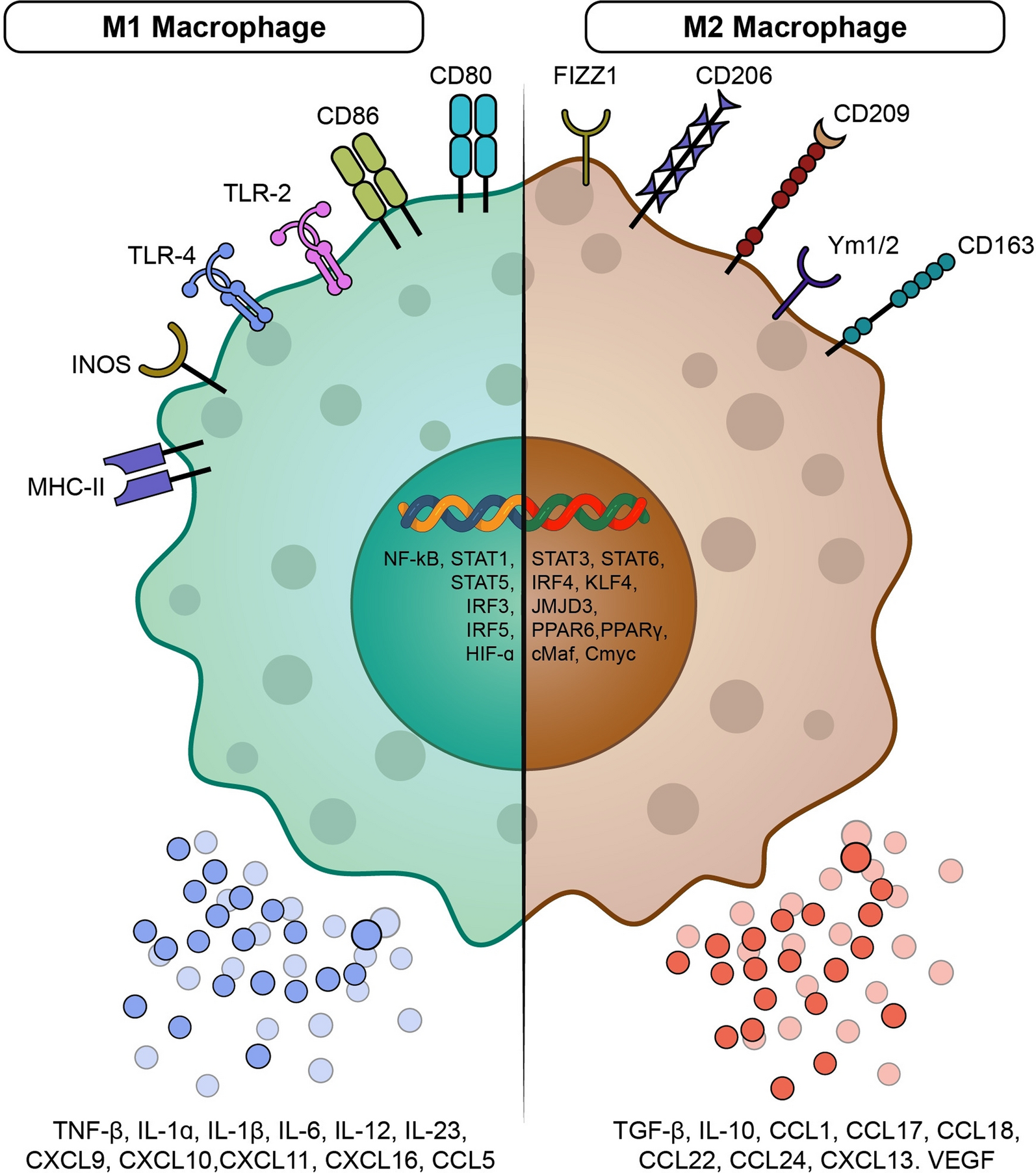 Harnessing the innate immune system by revolutionizing macrophage-mediated cancer immunotherapy