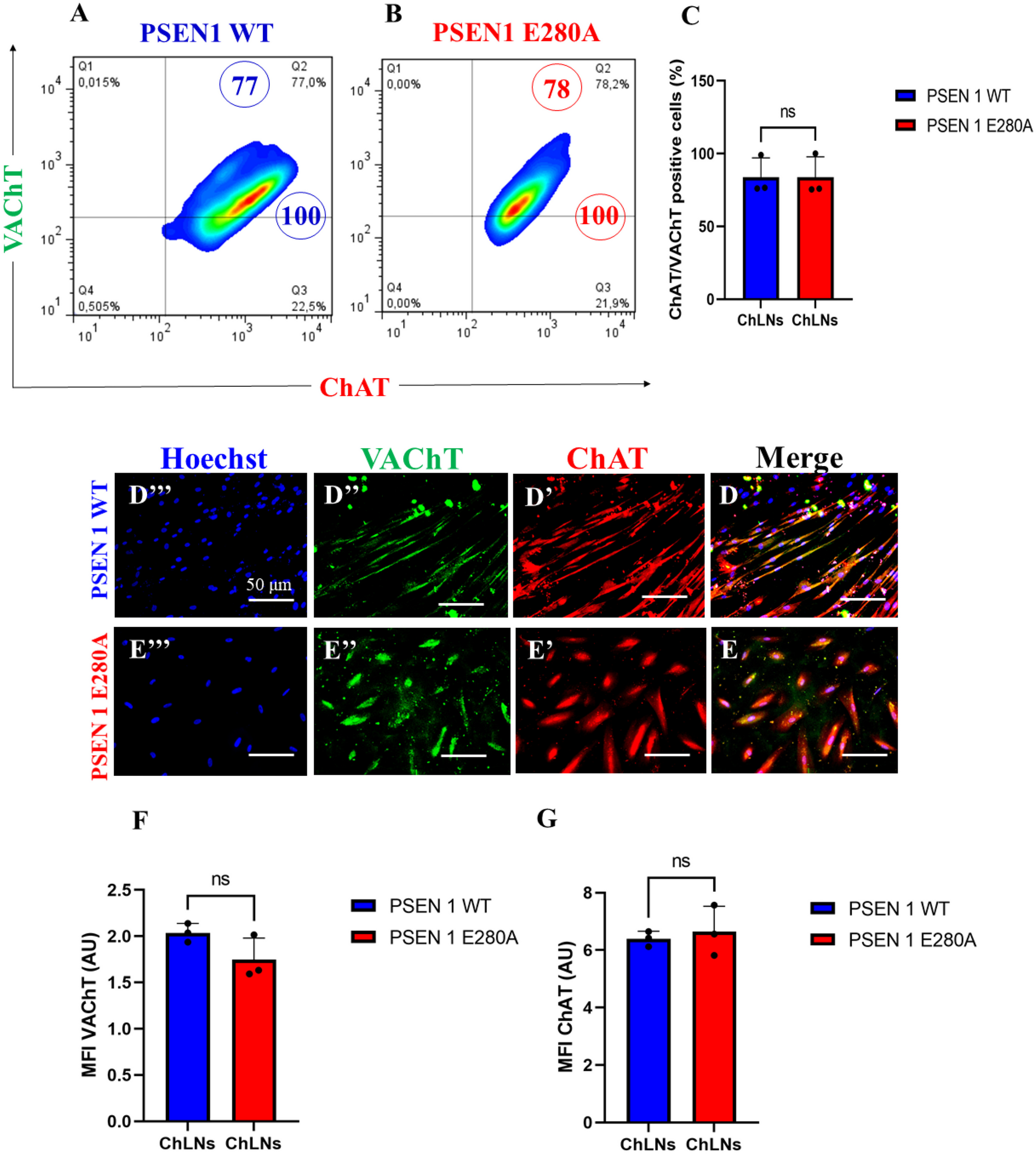Rotenone Induces a Neuropathological Phenotype in Cholinergic-like Neurons Resembling Parkinson’s Disease Dementia (PDD)