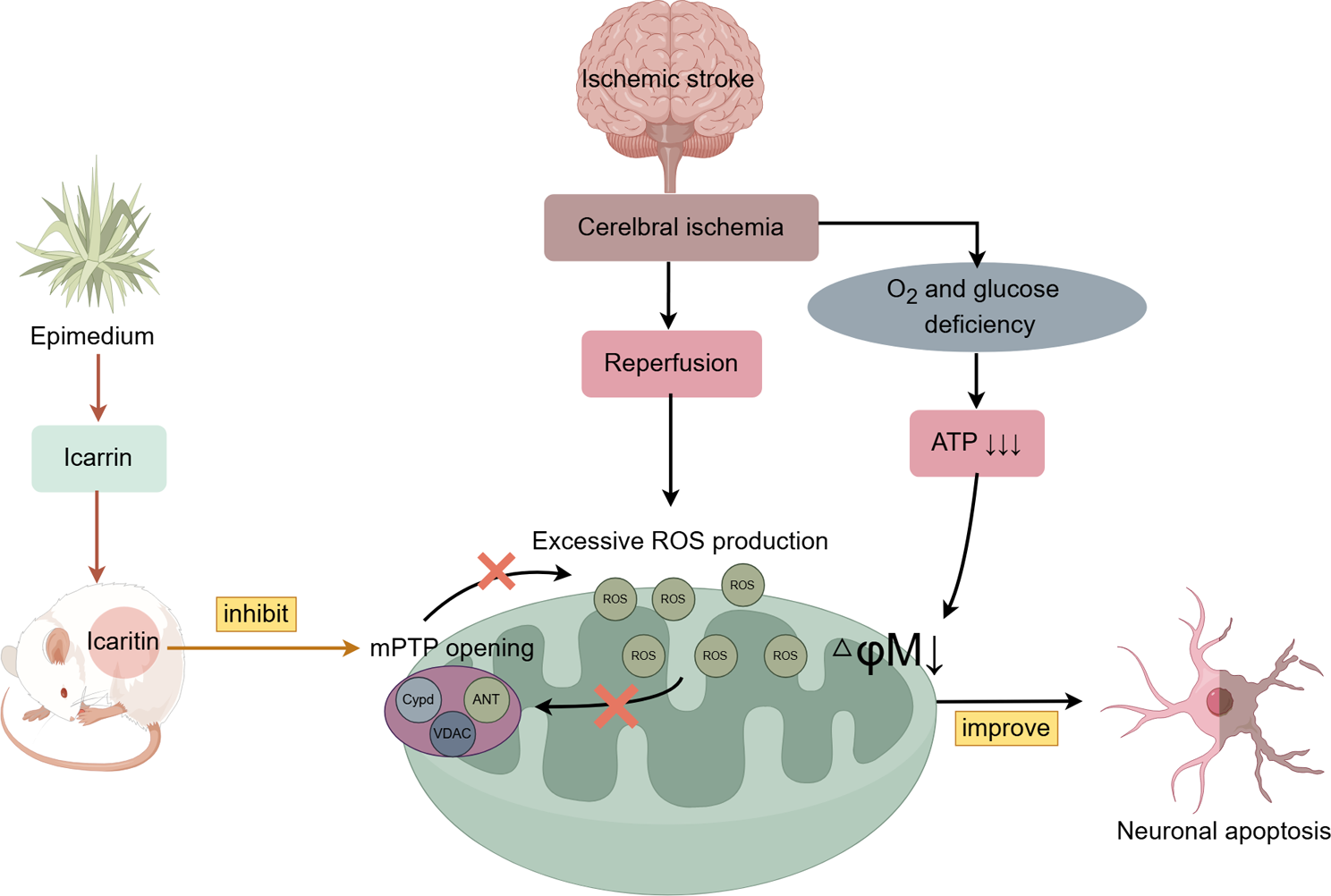 Icariin improves oxidative stress injury during ischemic stroke via inhibiting mPTP opening