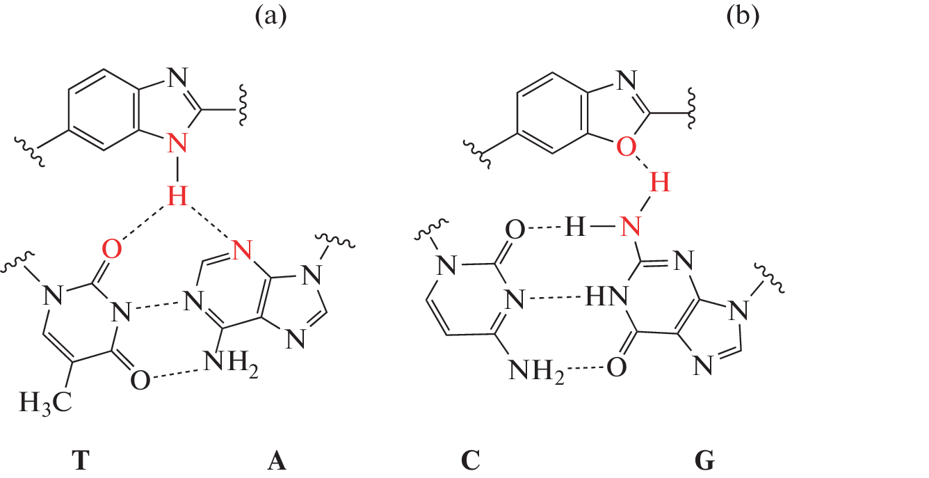 Synthesis of a Bisbenzoxazole Analogue of Hoechst 33258 as a Potential GC-Selective DNA Ligand
