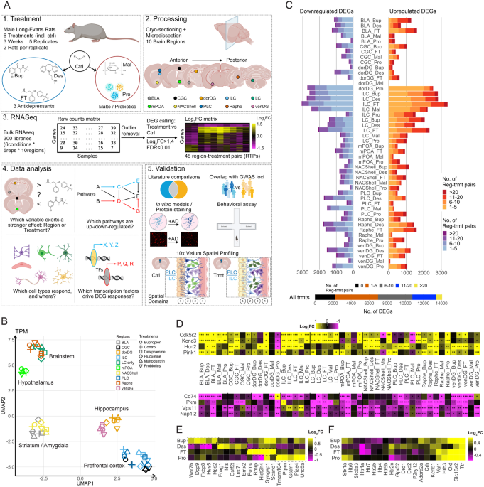 Shared and unique transcriptomic signatures of antidepressant and probiotics action in the mammalian brain