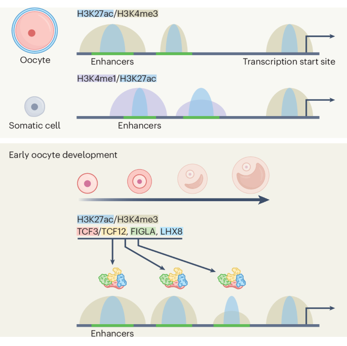 TCF3, TCF12 and distinct enhancers regulate oocyte transcription