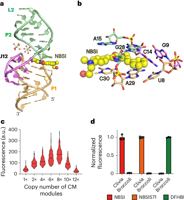 High-resolution structure of a novel fluorogenic RNA aptamer