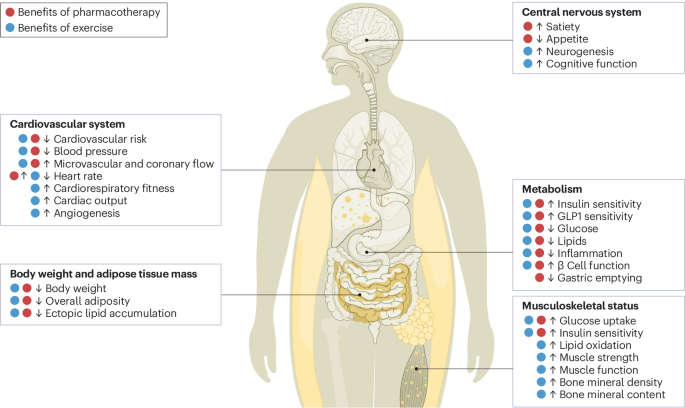 Metabolic alliance: pharmacotherapy and exercise management of obesity
