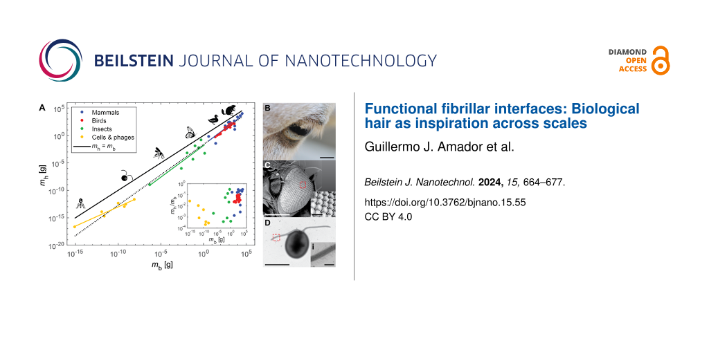 Functional fibrillar interfaces: Biological hair as inspiration across scales