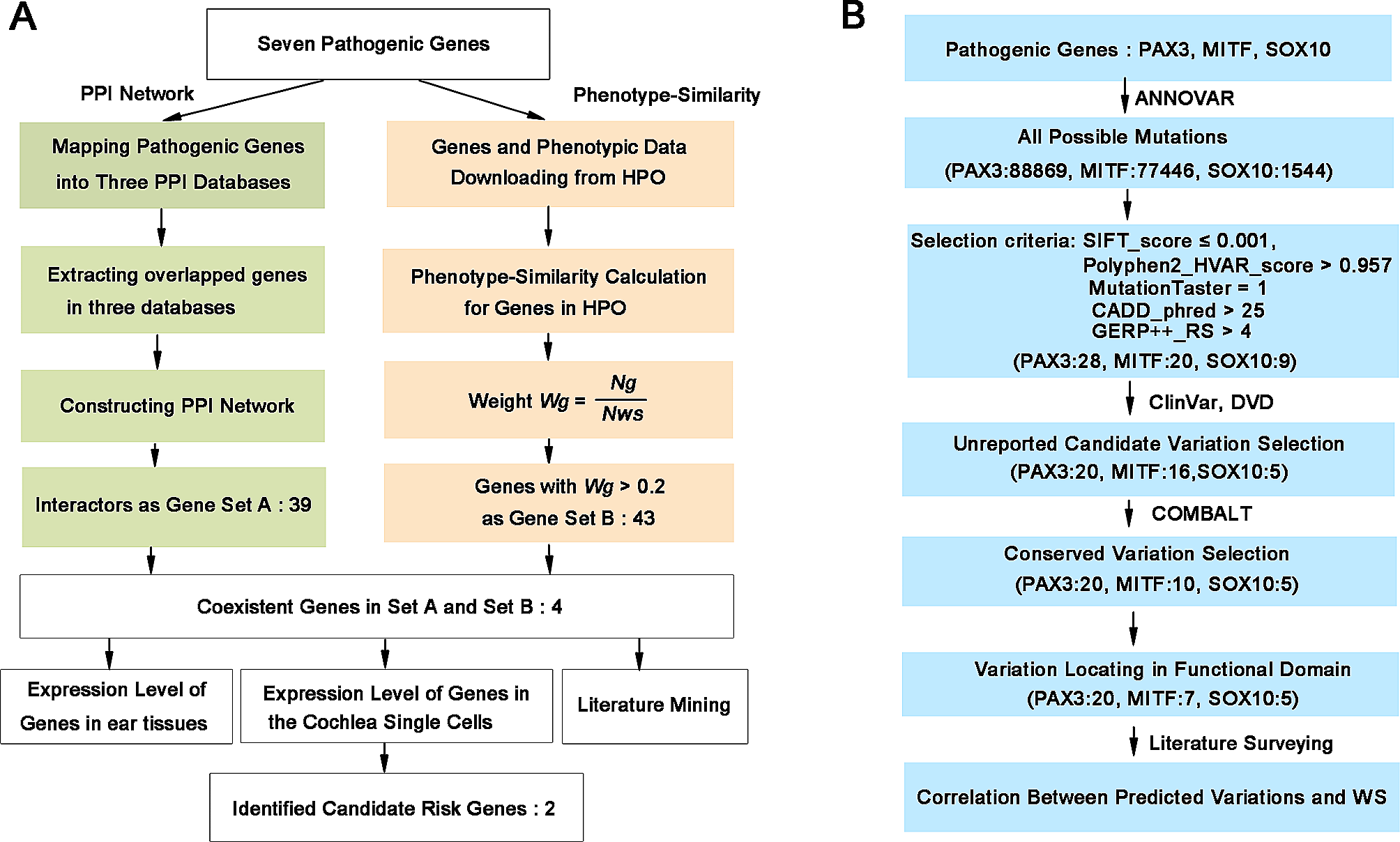 Deciphering potential causative factors for undiagnosed Waardenburg syndrome through multi-data integration