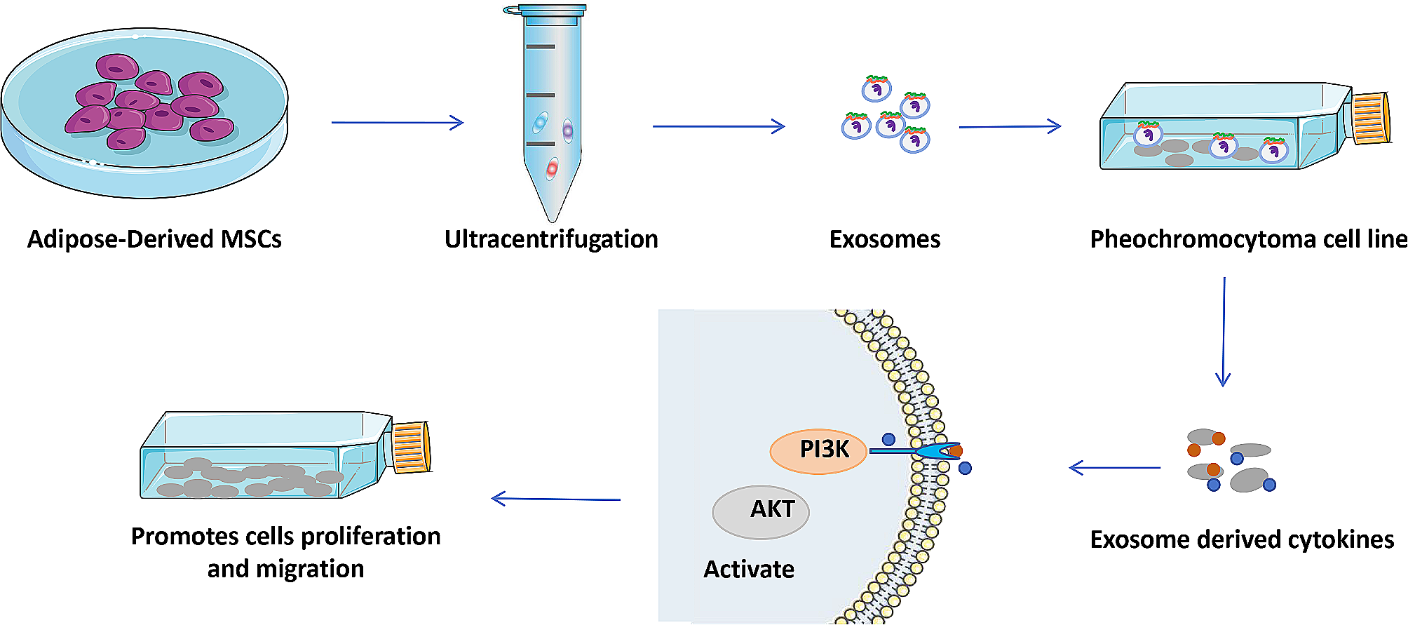 Role of mesenchymal stem cell-derived exosomes in the regeneration of different tissues