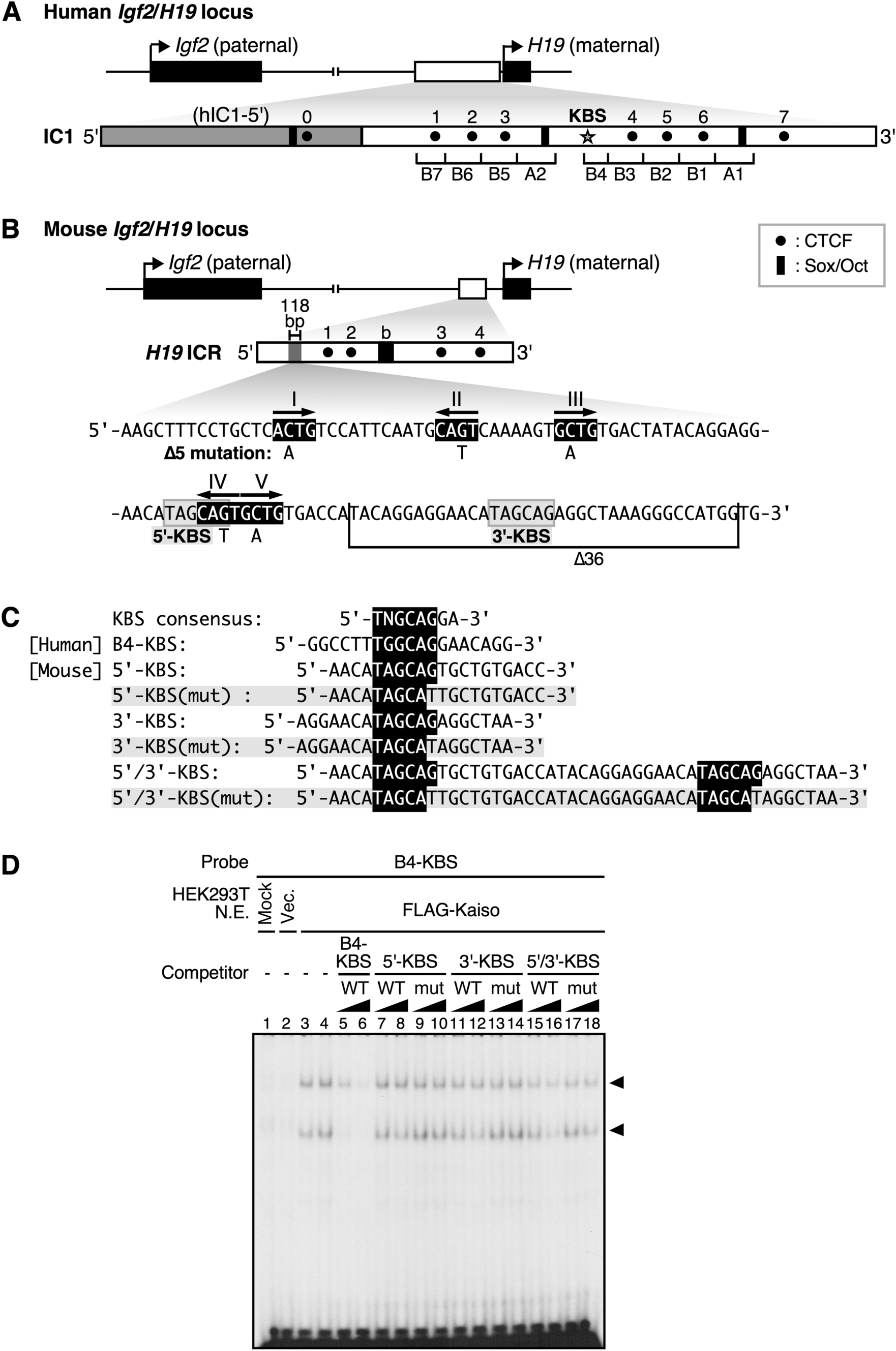 Imprinted DNA methylation of the H19 ICR is established and maintained in vivo in the absence of Kaiso