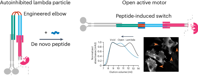 A de novo designed coiled coil-based switch regulates the microtubule motor kinesin-1